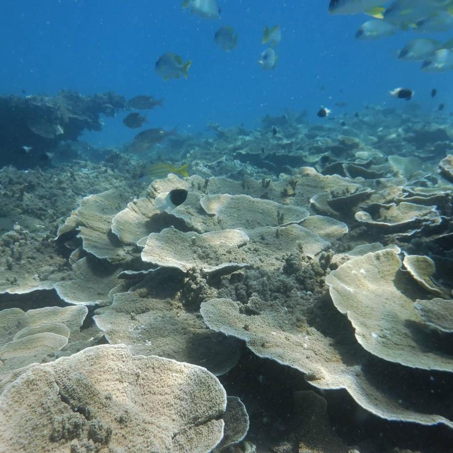 Wasini Raha Snorkeling And Diving Διαμέρισμα Εξωτερικό φωτογραφία